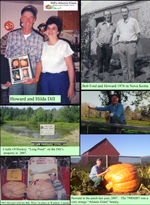 Dill collage