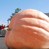 Ridgefield CT Pumpkin Weigh-off